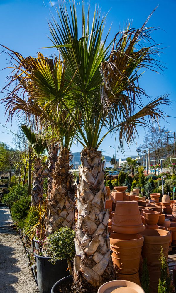 washingtonia_filifera