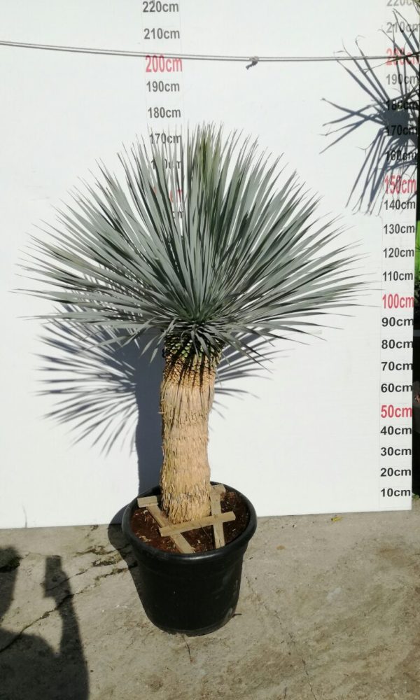 yucca-rostrata12